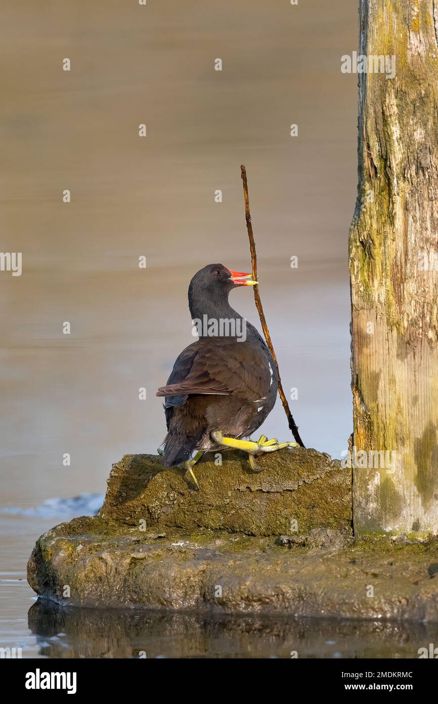 moorhen (Gallinula chloropus), luttant avec un rameau, un rameau dans le projet de loi, Allemagne Banque D'Images