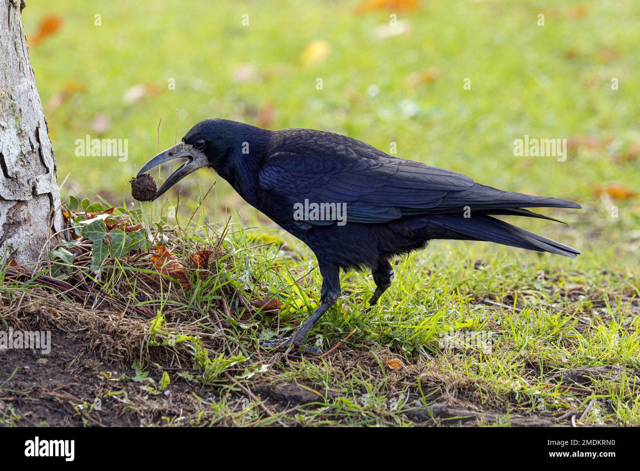 rook (Corvus frugilegus), cachant une noix comme réservoir d'hiver, Allemagne, Bavière Banque D'Images