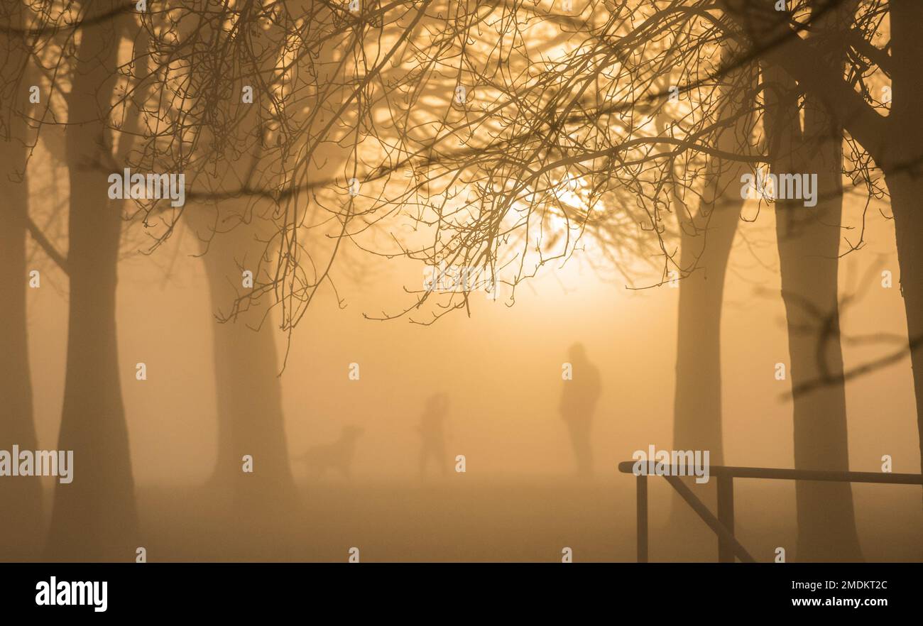 Promenade dans un parc boisé le matin d'une matinée froide, glaciale et brumeuse. Banque D'Images