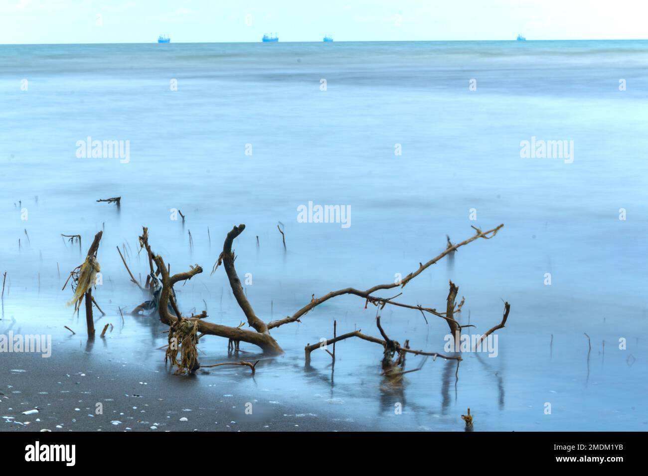 Dérive branche de bois sur la plage de Semarang, Indonésie. Banque D'Images