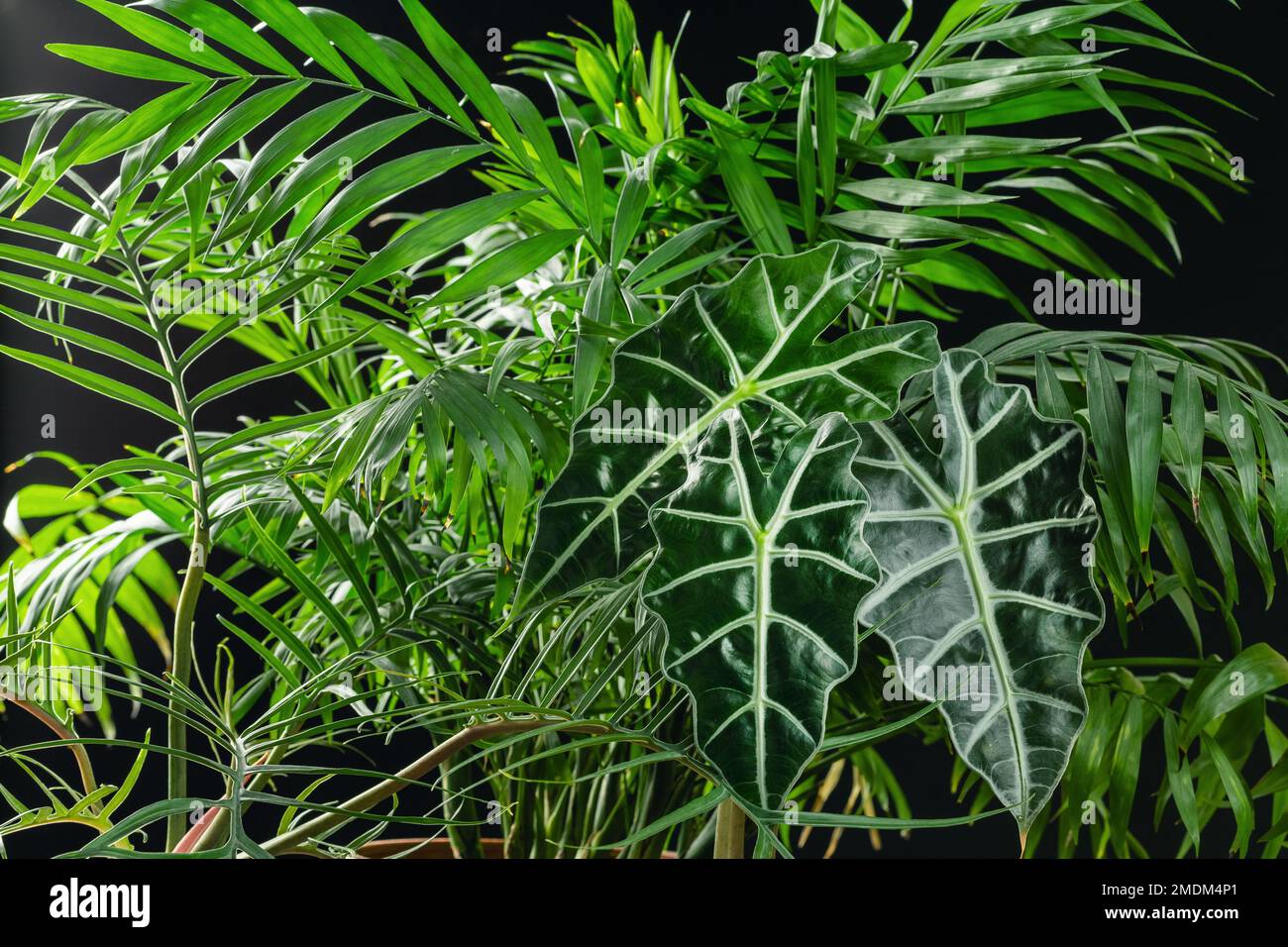 Plantes tropicales fond avec Philodendron Tortum, Alocasia Polly et Chamaedorea elegans sur fond noir Banque D'Images