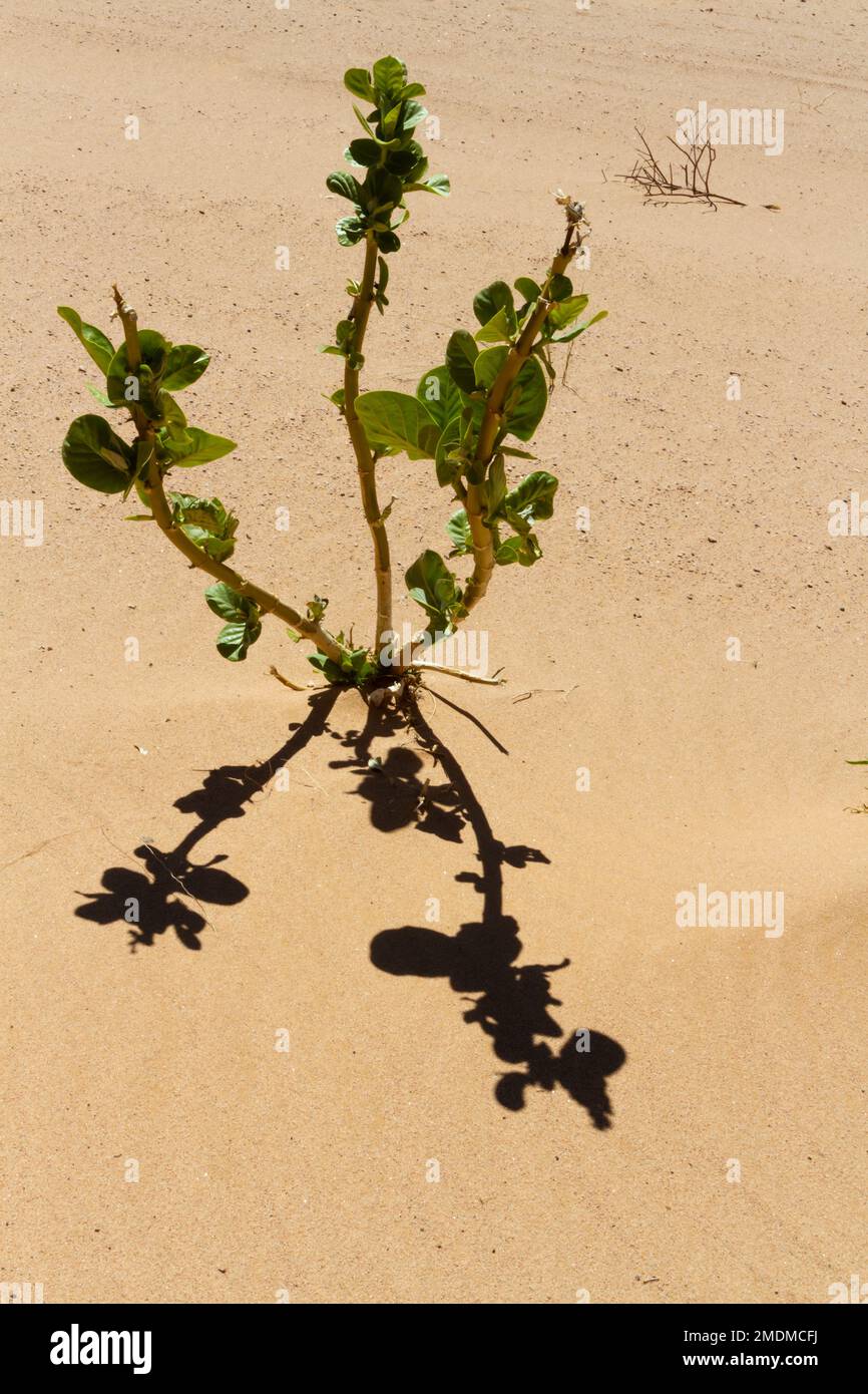 Printemps sur le désert de Shara. Pomme de Sodome, arbre Oscher, calotrope (Calotropis procera). Plante poussant comme une mauvaise herbe dans le désert. Algérie, Sahara Banque D'Images