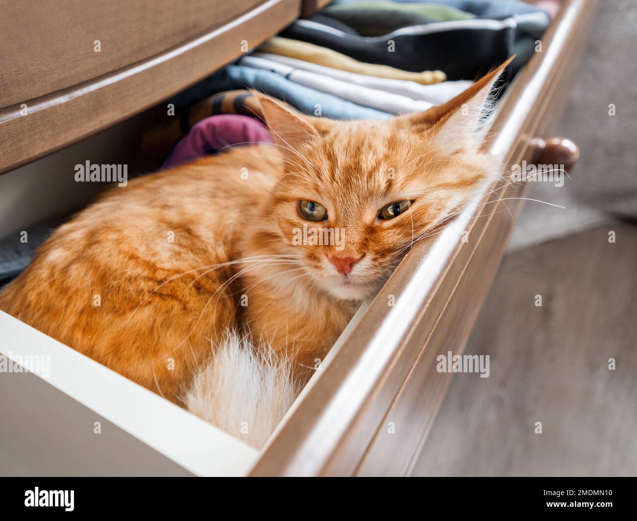 Le chat de gingembre dormait dans la commode. L'animal de compagnie moelleux a un repos parmi les vêtements pliés. Animal domestique dans la chambre. Banque D'Images