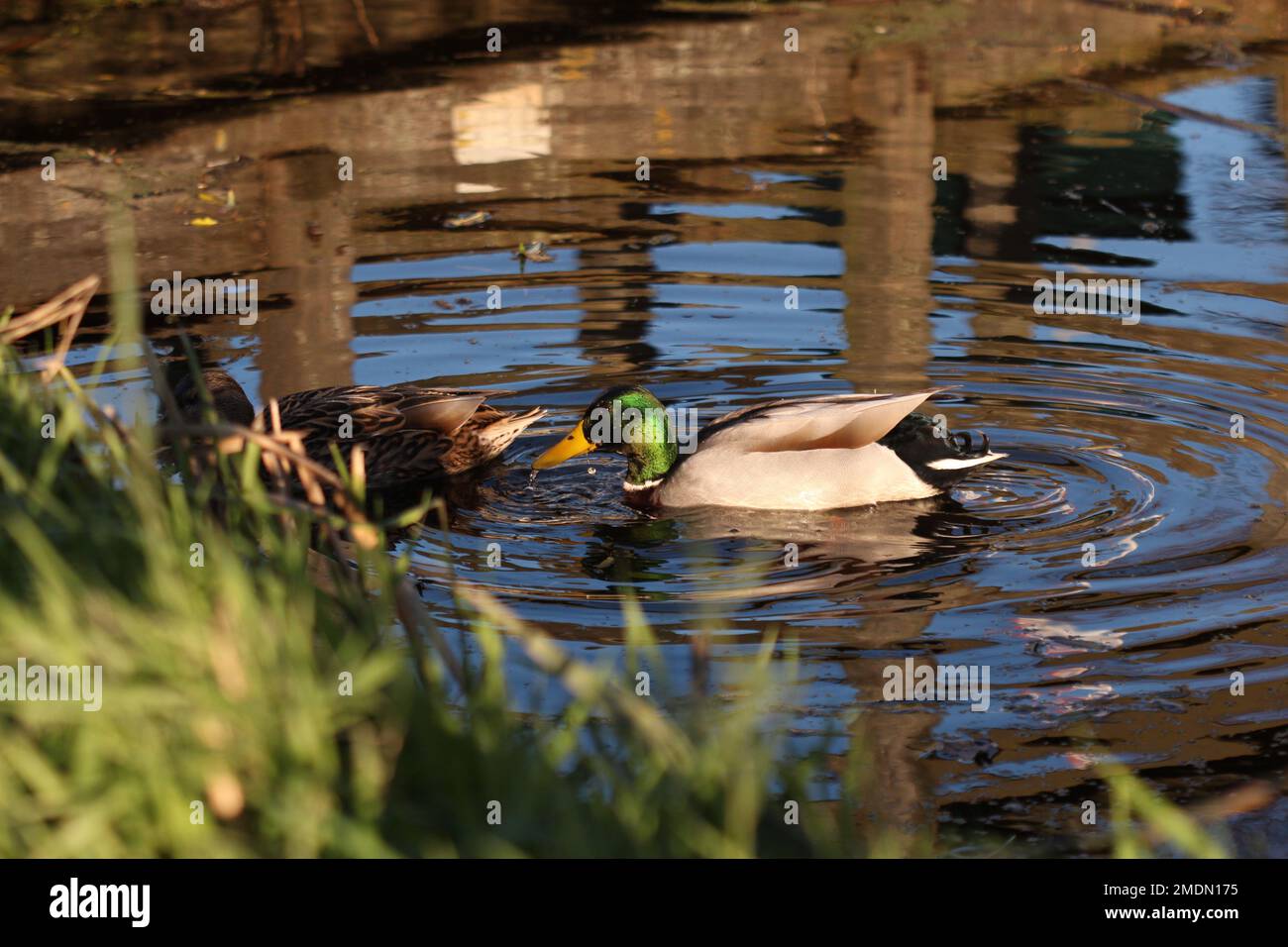 2 canards mignons nageant dans un petit étang Banque D'Images
