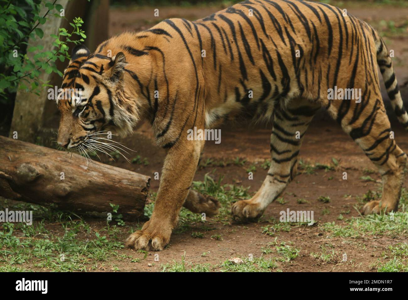Portrait d'un tigre de Sumatra marchant dans le sol Banque D'Images