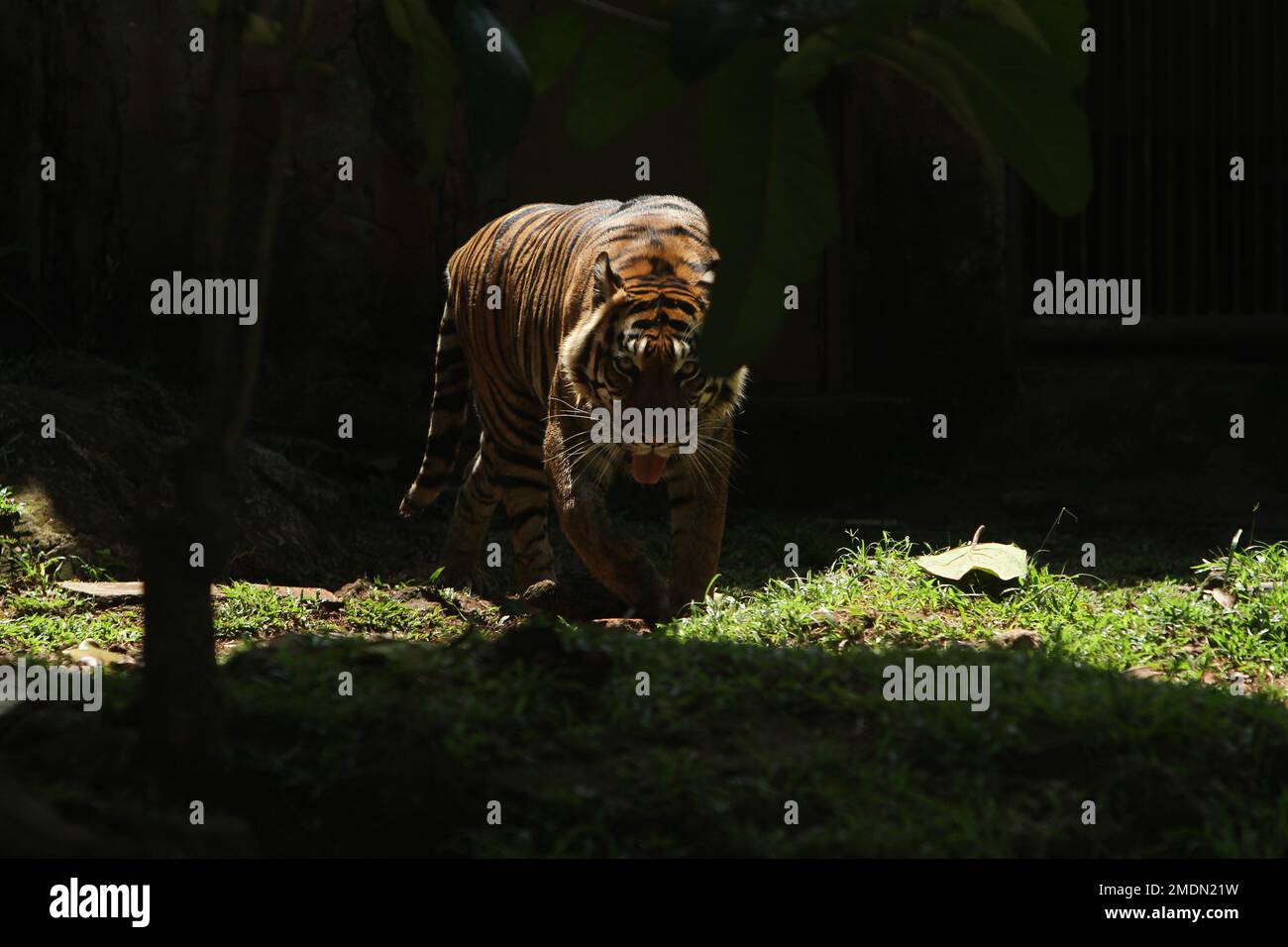 Portrait d'un tigre de Sumatra évitant la lumière Banque D'Images