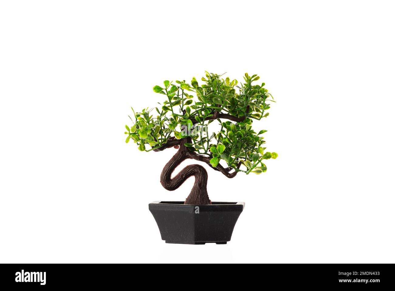 Bonsai Baobab arbre miniature vert Banque D'Images
