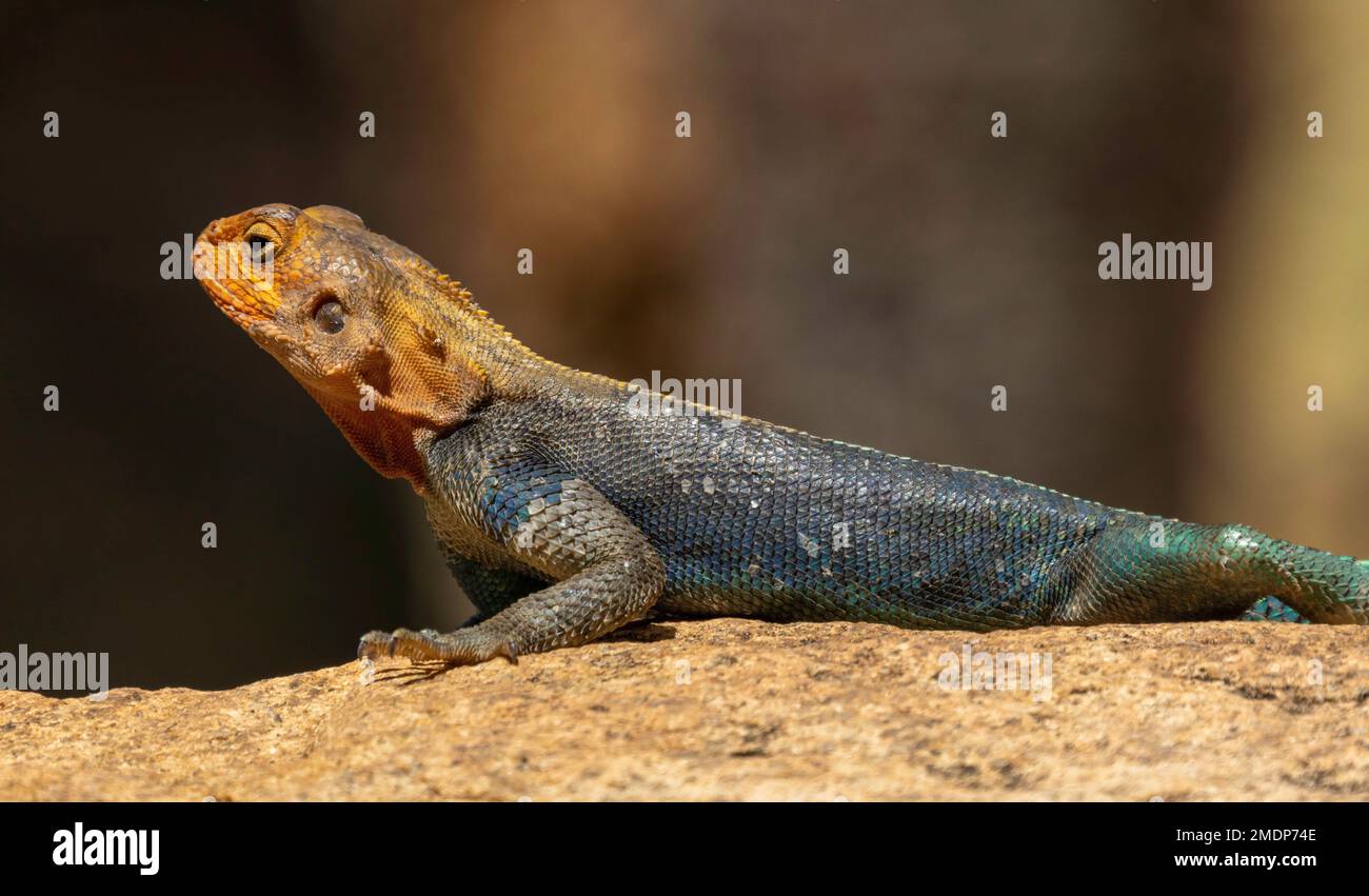 L'agama commun, l'agama roc à tête rouge ou l'agama arc-en-ciel (Agama agama), parc national d'Amboseli, Kenya Banque D'Images