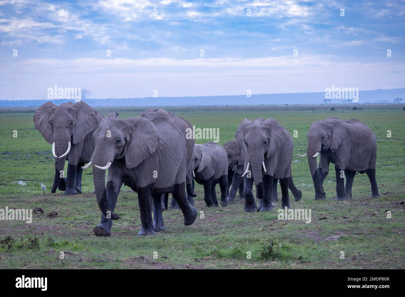 Troupeau d'éléphants de brousse africains (Loxodonta africana), parc national d'Amboseli. Kenya Banque D'Images