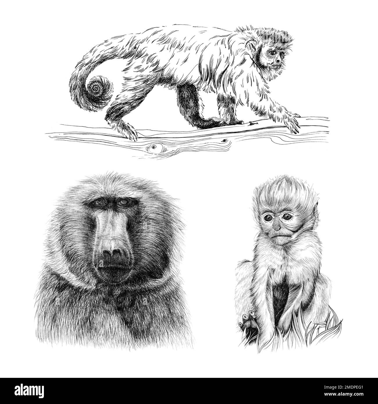 Placer le singe dessiné à la main, dessiner des graphiques illustration monochrome sur fond blanc (originaux, pas de tracé) Banque D'Images