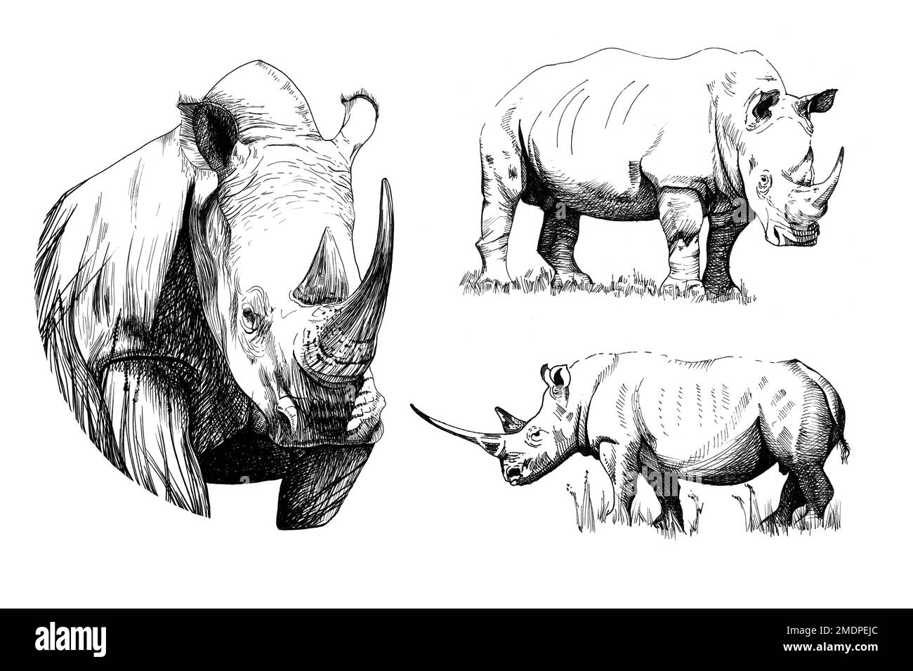 Définir un rhinocéros dessiné à la main, dessiner des graphiques illustration monochrome sur fond blanc (originaux, pas de tracé) Banque D'Images Définir un rhinocéros dessiné à la main, dessiner des graphiques illustration monochrome sur fond blanc (originaux, pas de tracé) Banque D'Images