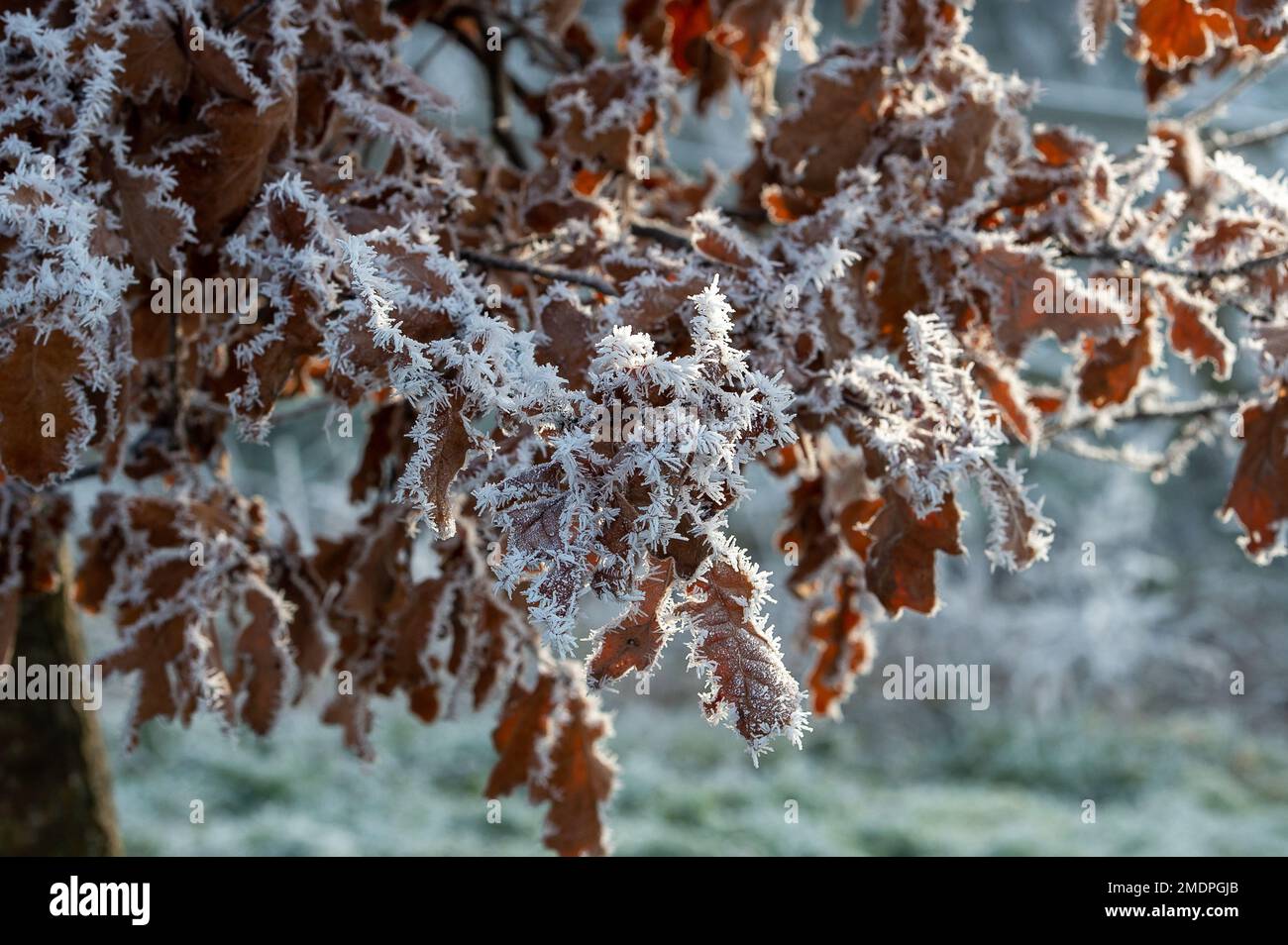 Eton, Windsor, Berkshire, Royaume-Uni. 23rd janvier 2023. Givre sur les feuilles d'un chêne. Après une autre nuit de températures glaciales, il y avait un givre étincelant qui couvrait les plantes, les arbres et les champs à Eton ce matin. Crédit : Maureen McLean/Alay Live News Banque D'Images