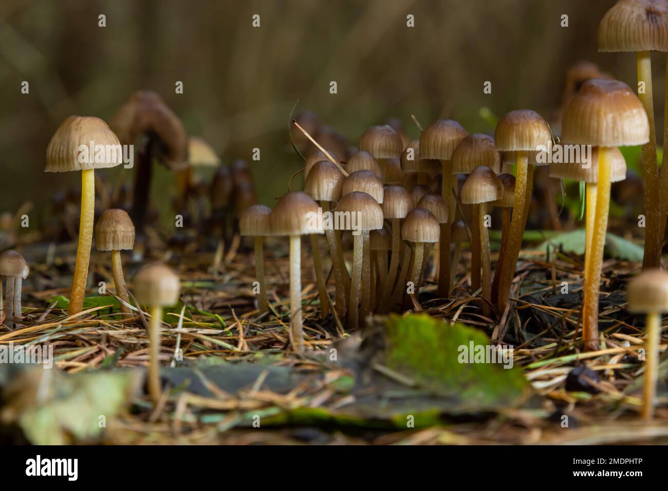 Famille amicale de champignons aux jambes fines capot groupé sur fond vert Mushroom-Mycena inclinata. Banque D'Images