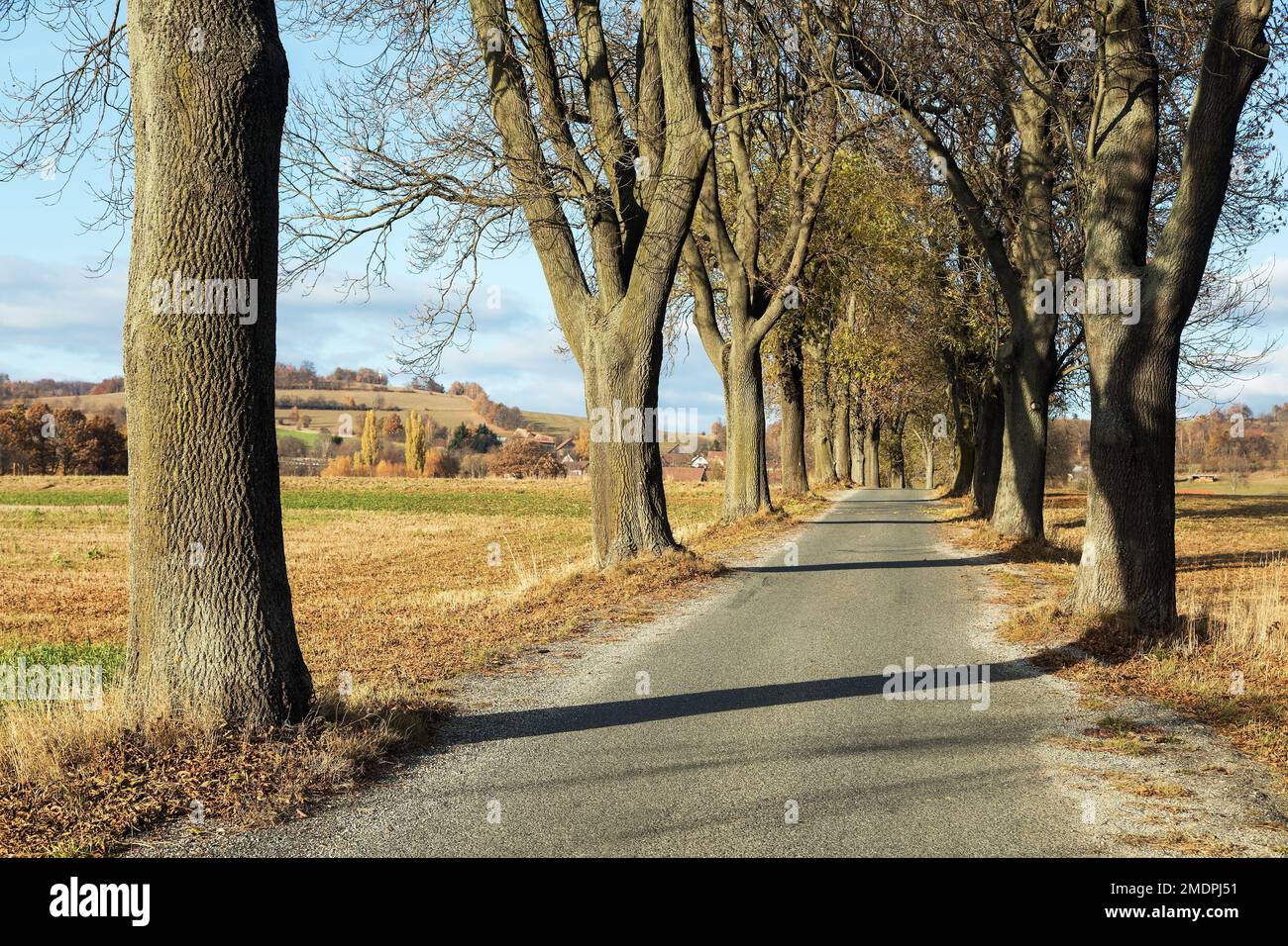 allée des arbres de tilleul en automne, vue automnale sur l'allée des tilleuls Banque D'Images