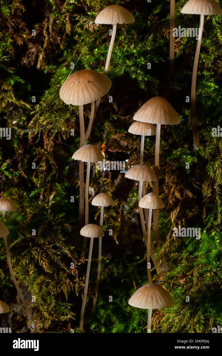 Champignons blancs dans la forêt, champignons Mycena piringa. Banque D'Images
