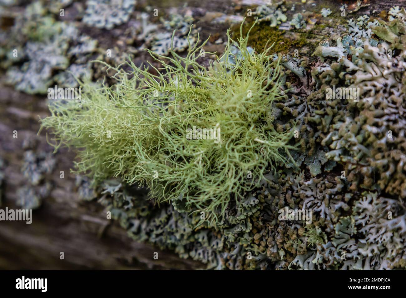 Gros plan du lichen Usnea Filipendula et d'une plante parasite dans une branche d'arbre. Photo prise le matin avec les gouttes de rosée. Banque D'Images