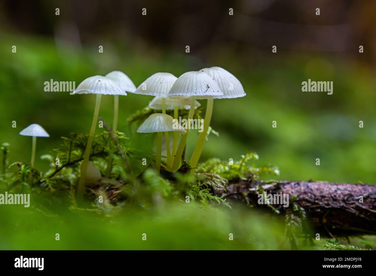 mycena épipterygia entre les mousses de la forêt. Banque D'Images