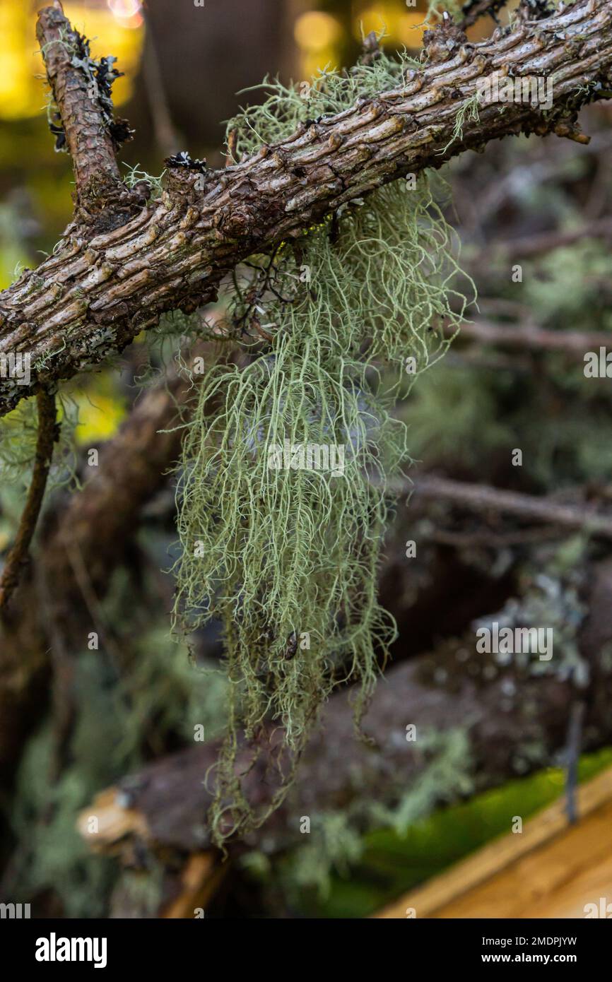 Usnea barbata, la barbe de vieux hommes, ou la barbe lichen poussant naturellement sur le chêne de dinde en Floride, antibiotique naturel Banque D'Images
