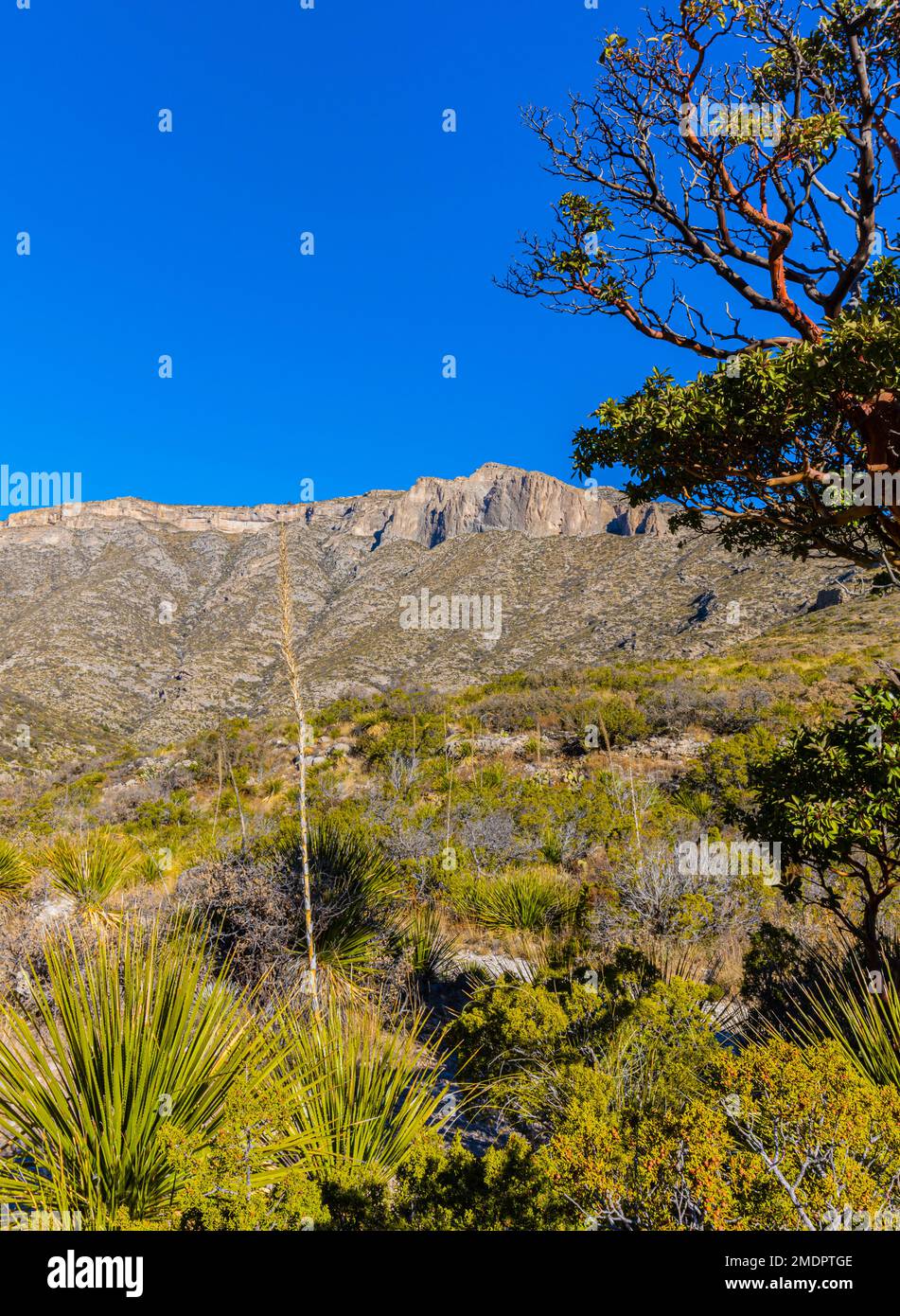 Arbre de Madrone du Texas à McKittrick Canyon avec Wilderness Ridge au loin, parc national de Guadalupe Mountains, Texas, États-Unis Banque D'Images