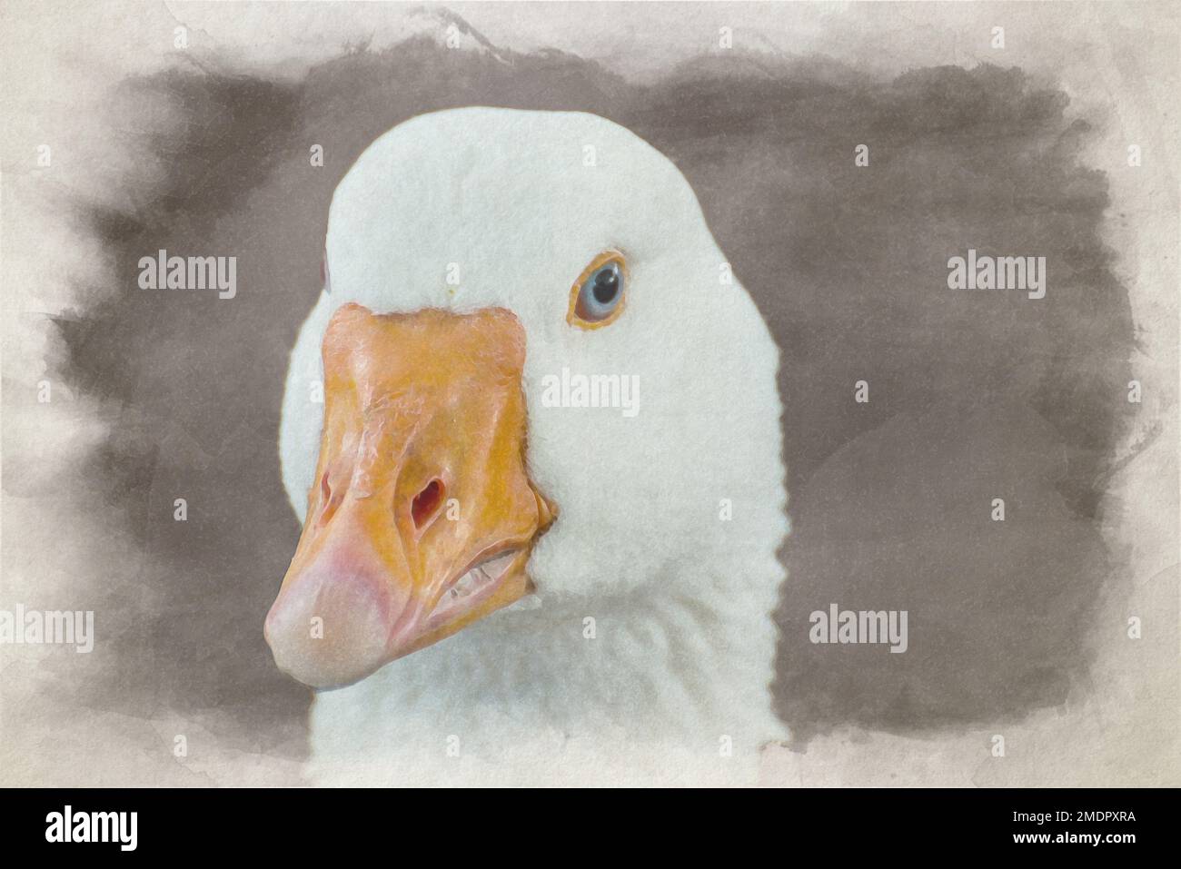 Peinture numérique aquarelle d'une oie blanche en profil. Banque D'Images