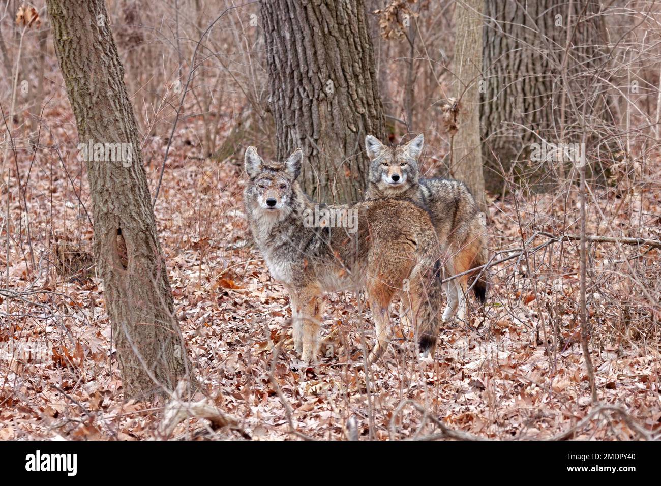 Deux coyotes se tiennent à l'attention, se mélangeant presque aux couleurs d'automne de la forêt. Les deux coyotes regardent la caméra. Arrière-plan de l'orange en décomposition Banque D'Images