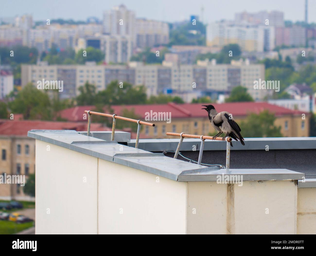 Deux corneilles, une femelle et un mâle, sont assis sur le toit d'une maison dans la ville. Oiseau noir. Espace de copie pour le texte, la faune Banque D'Images