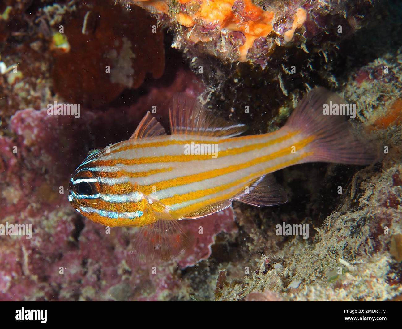 Cardinalfish à rayures dorées (Apogon cyanosoma), site de plongée de House Reef, mangrove Bay, El Quesir, Mer Rouge, Égypte Banque D'Images