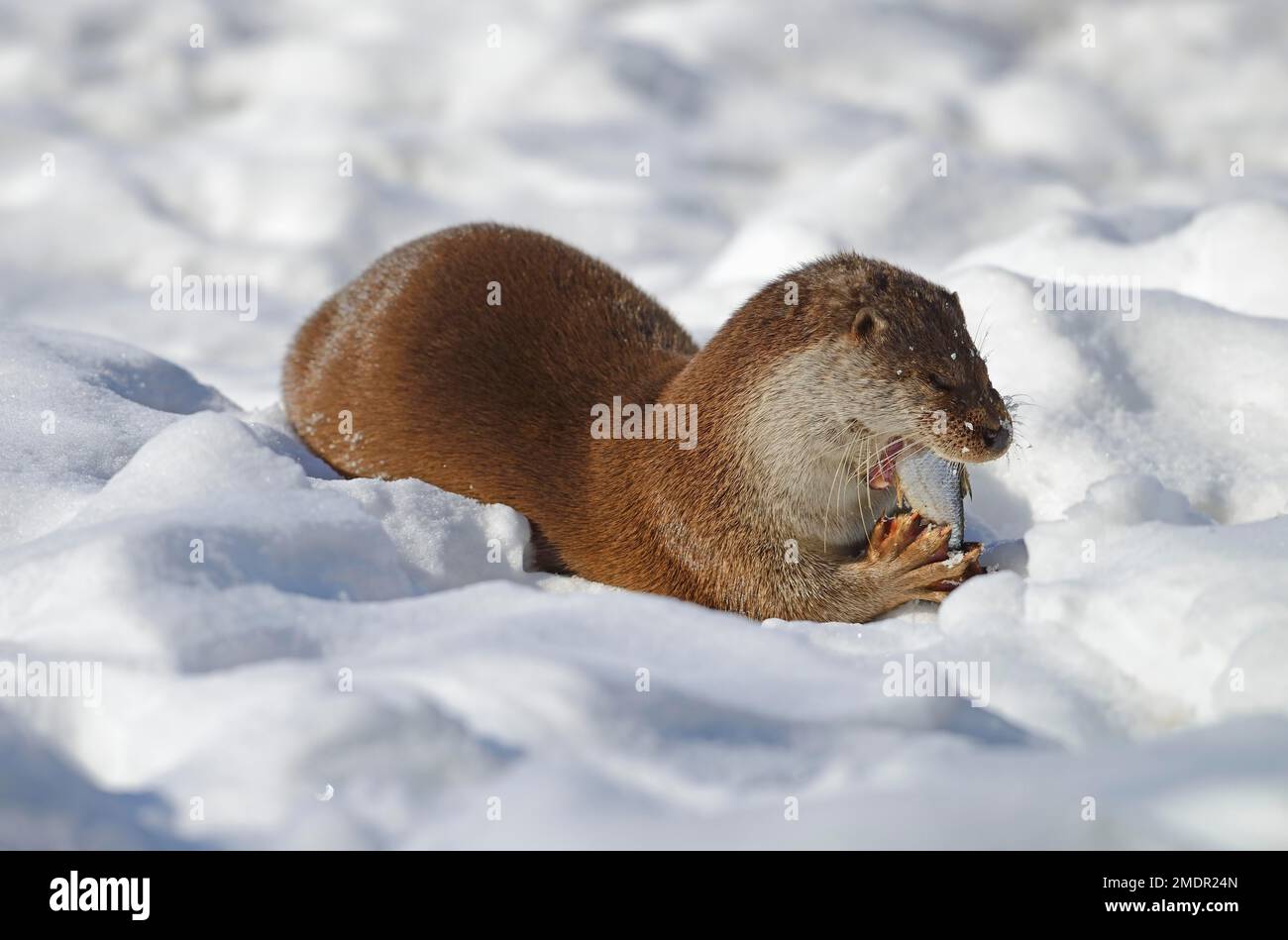 La loutre européenne (Lutra lutra) mange des poissons pêchés dans la neige en hiver, Brandebourg, Allemagne Banque D'Images