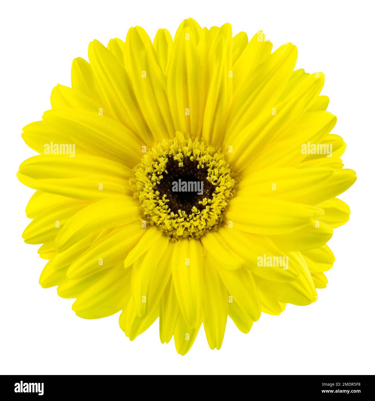 1 fleur jaune de Gerbera isolée sur fond blanc Photo Stock - Alamy