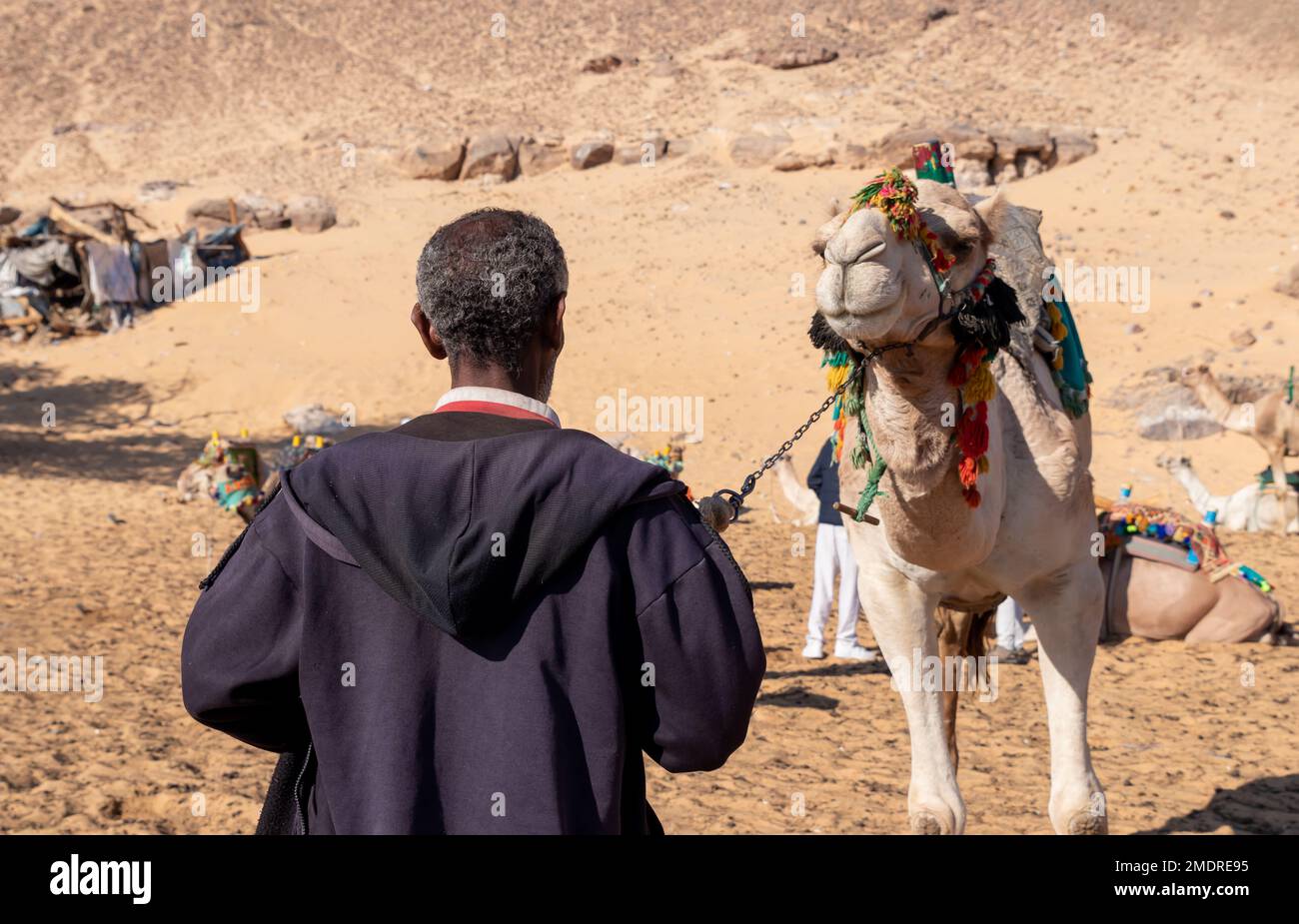 Vieil homme nubien, arabe, égyptien méconnaissable en arrière tirant un chameau dans le désert. Abus de cruauté envers les animaux. Concept de protection des animaux. Banque D'Images