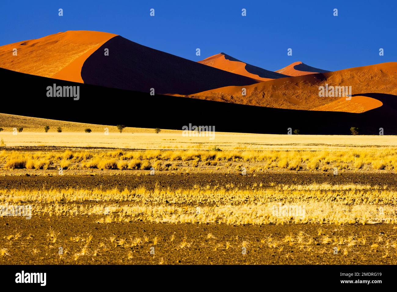 Dunes de sable rouge au parc Namib-Naukluft, Namibie. Banque D'Images