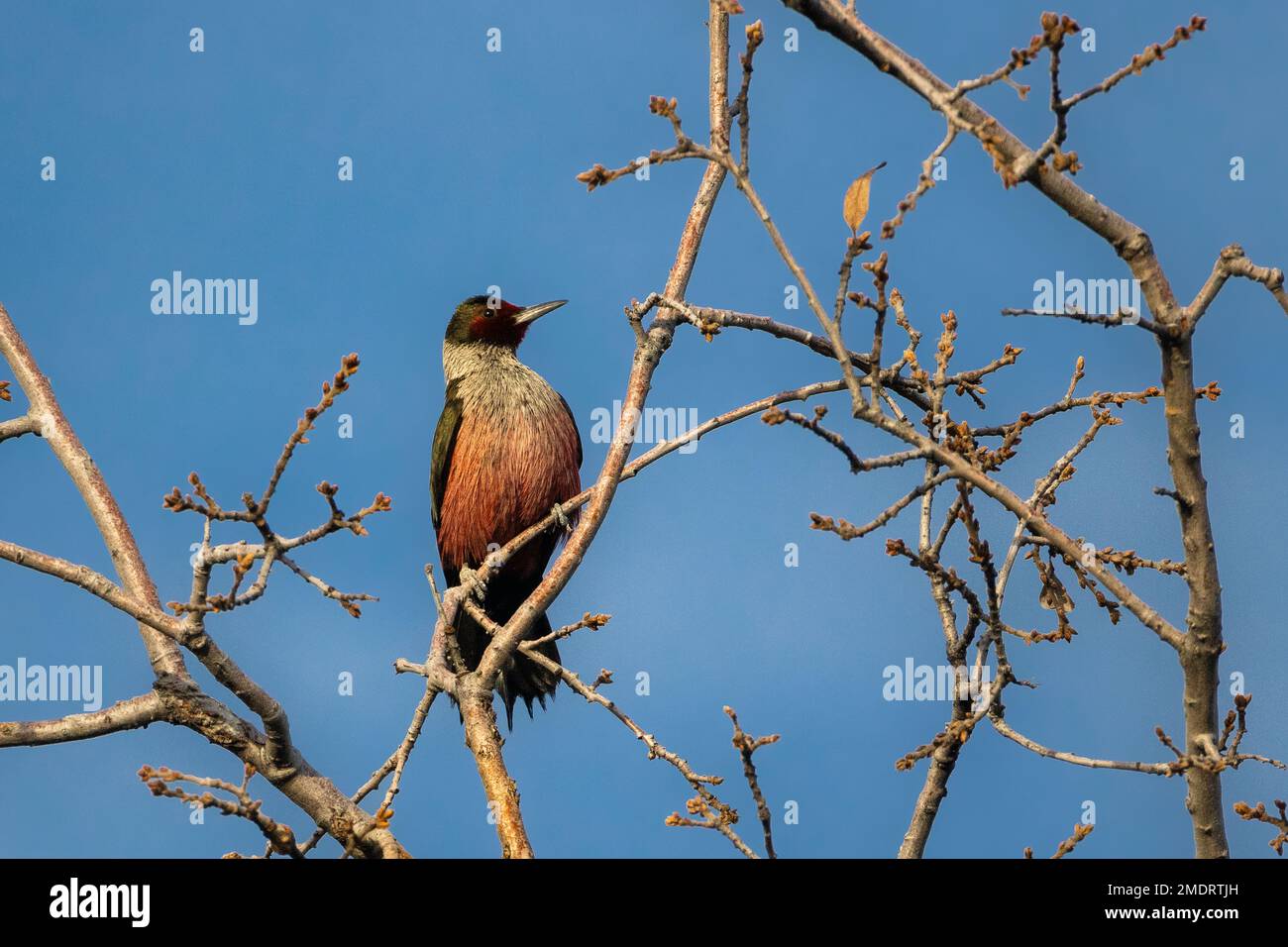 Pic de Lewis (Melanerpes lewis) perché dans un arbre - photographié dans le comté de Shasta, en Californie Banque D'Images