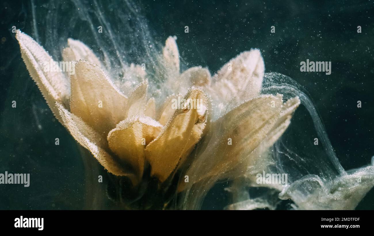 fleur sous-marine eau peinture éclabousser pétales jaunes Banque D'Images