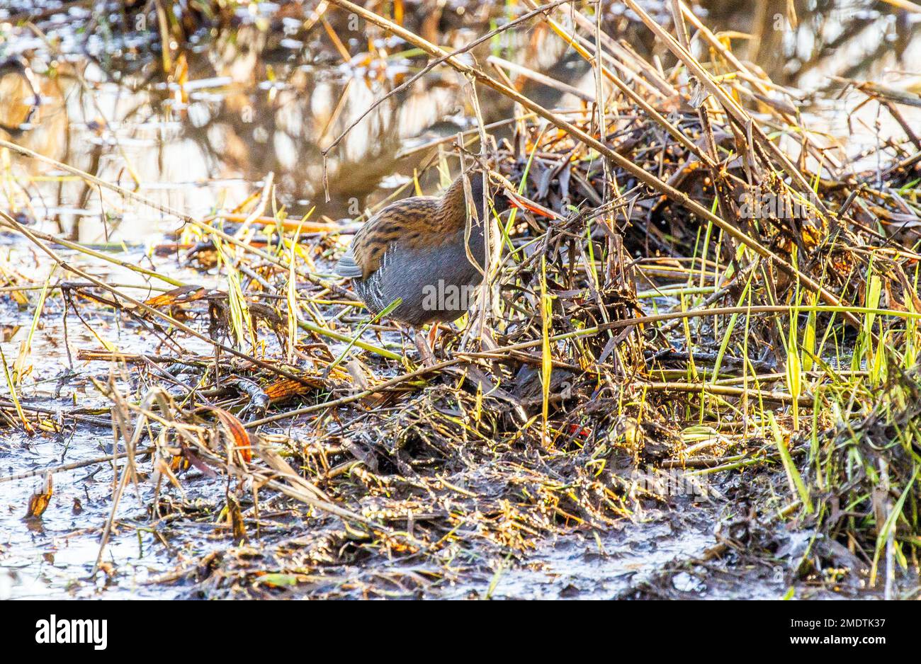 Oiseau sauvage, rail de l'eau Rallus aquaticus camouflé dans les roseaux de la réserve naturelle de Sandbach flashée Cheshire Banque D'Images