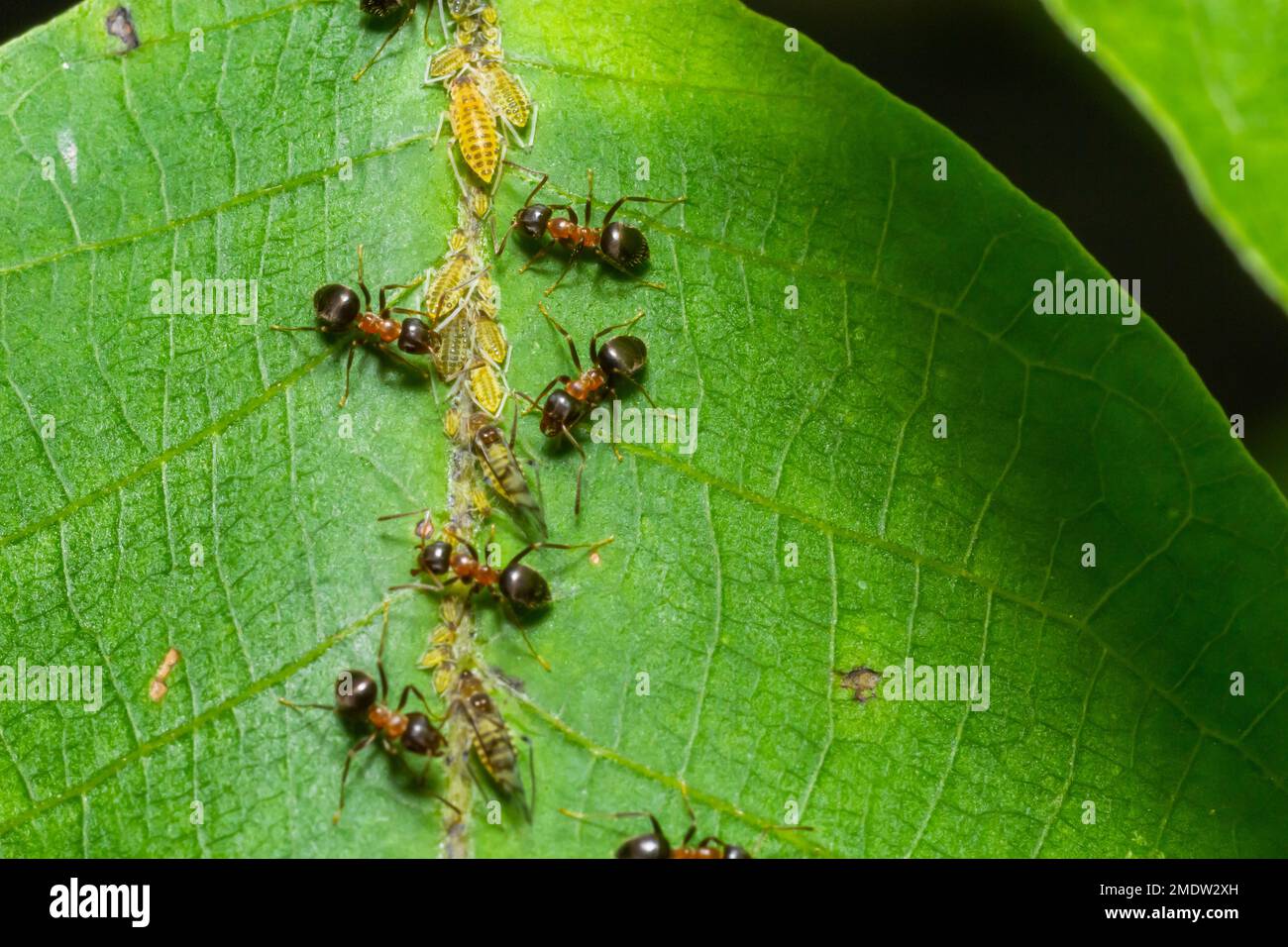 Les fourmis collectant le miellat des mouches vertes pucerons sur une tige de plante. Banque D'Images