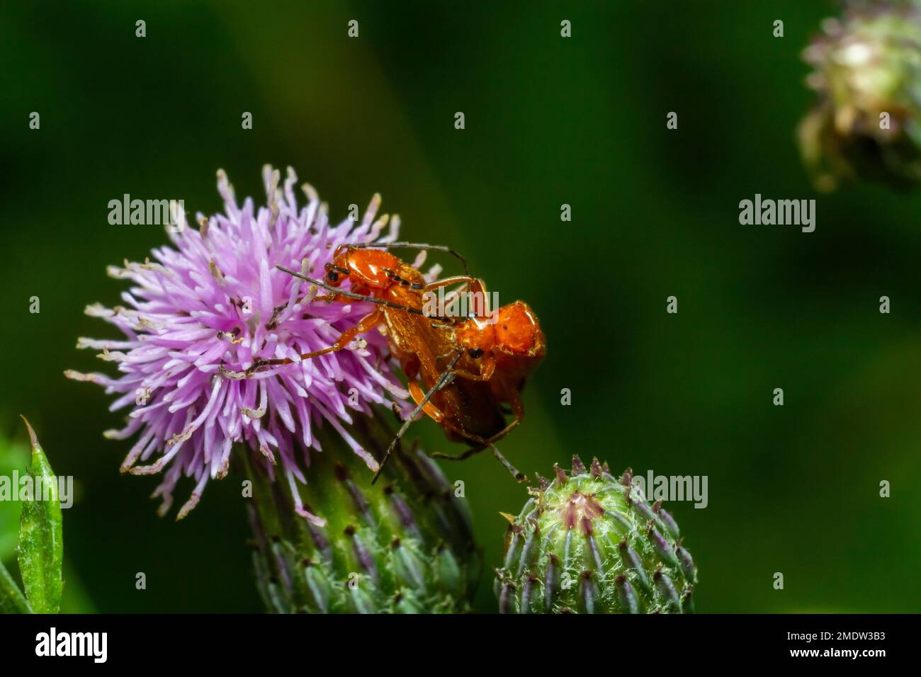 Le commun des coléoptères de soldat rouge sur la fleur pourpre en fleur de chardon de lance Cirsium vulgare gros plan de Rhagonycha fulva se reproduisant au printemps. Banque D'Images