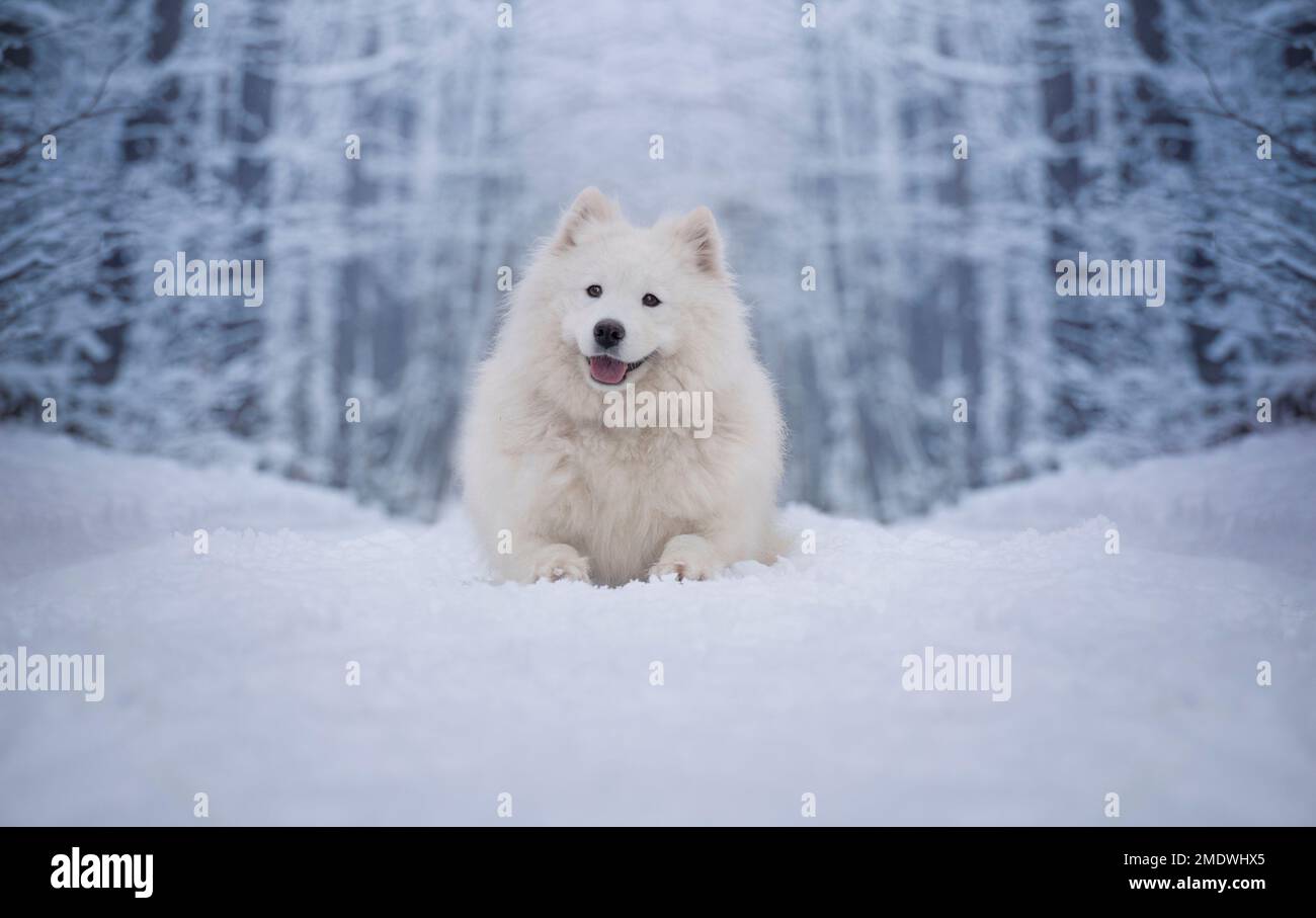 Samoyed femelle. Portrait d'hiver. Un chien allongé dans un paysage enneigé. Banque D'Images
