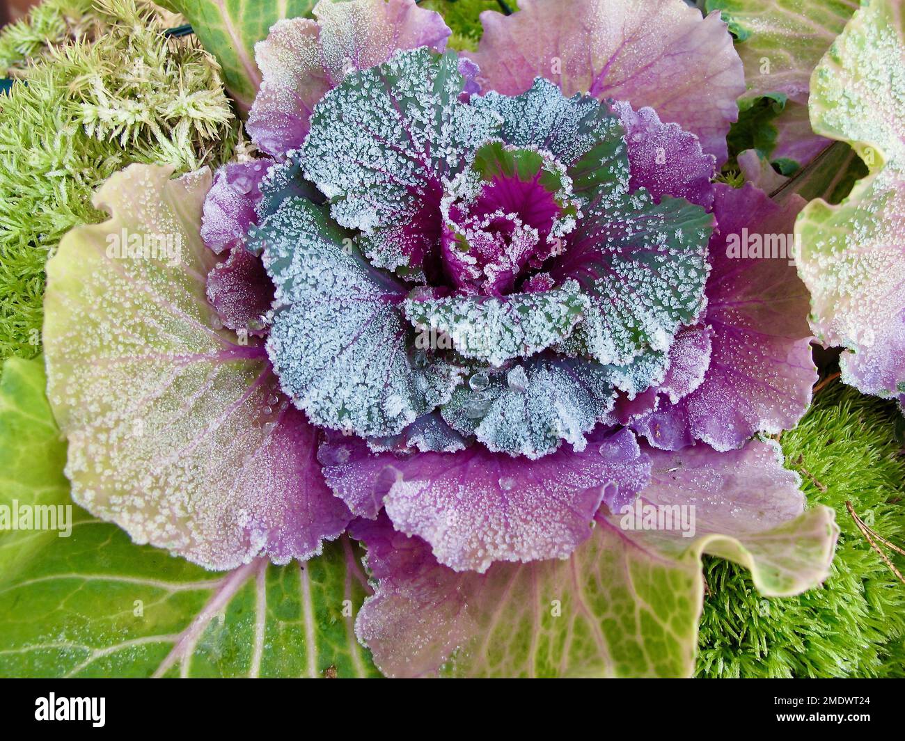 Plantées de chou ornemental et de mousse verte comme décoration à l'extérieur en hiver. Banque D'Images