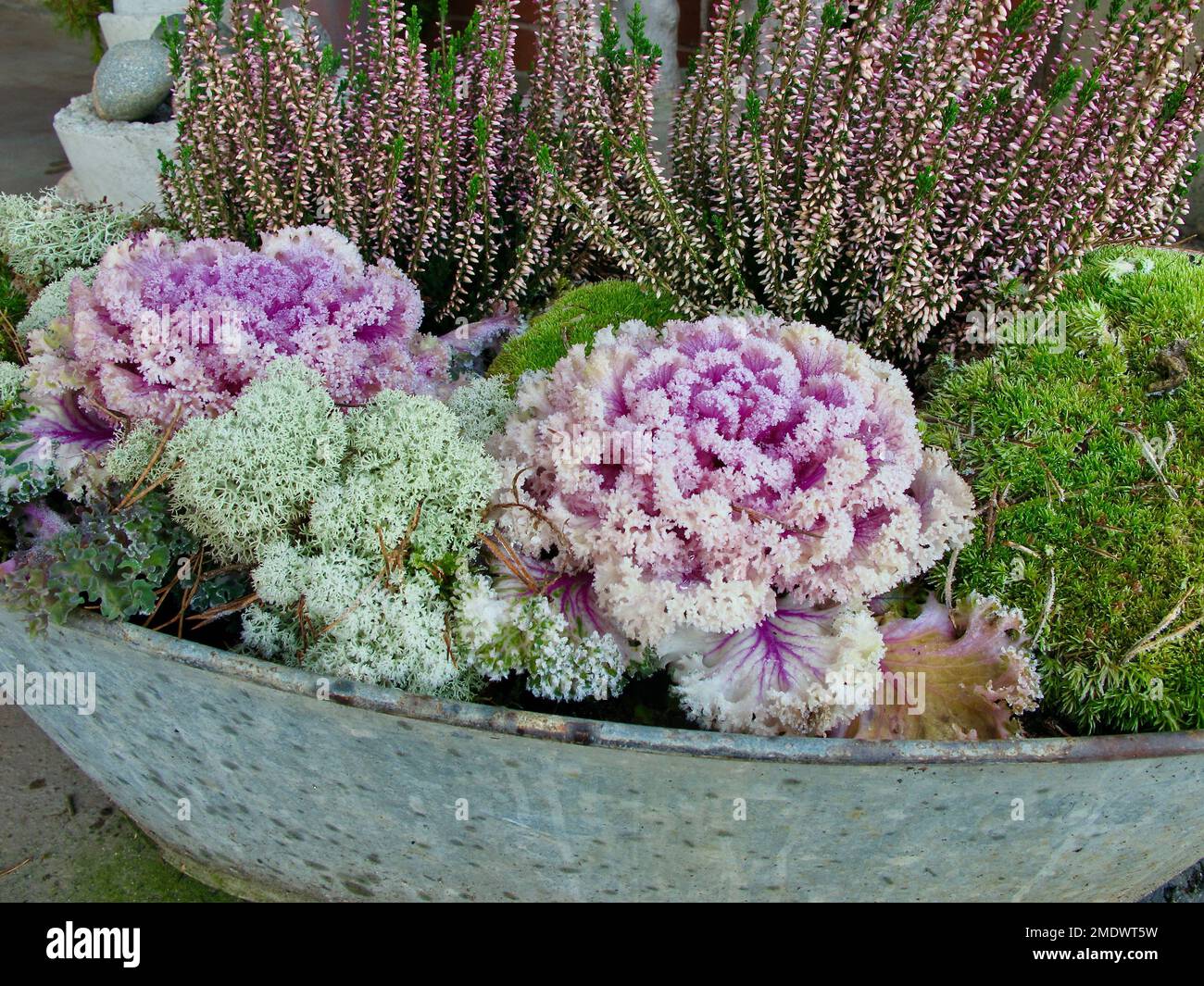 Plantées de chou ornemental, de bruyère et de mousse verte comme décoration à l'extérieur en hiver. Banque D'Images