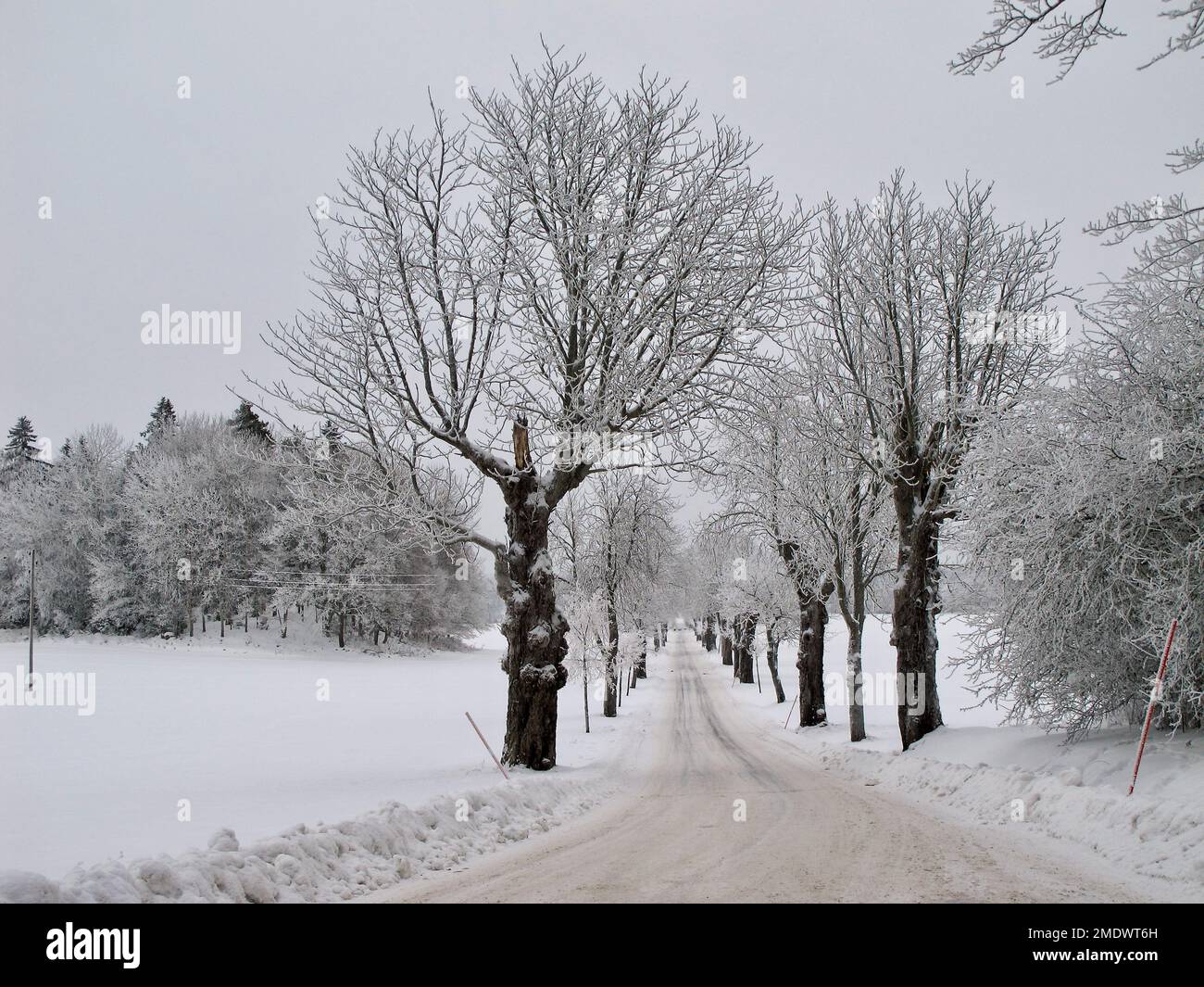 Route de campagne labourée dans un paysage suédois d'hiver avec de la neige sur les arbres et des dérives de neige à côté de la route et un ciel gris. Banque D'Images