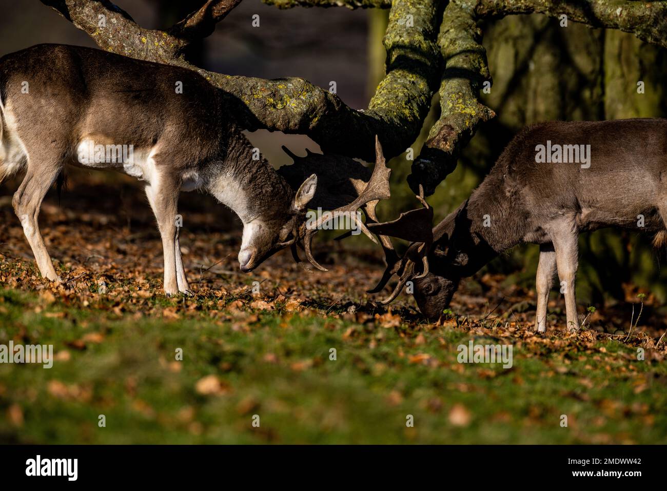 Petworth Park, Royaume-Uni, 23rd janvier 2023. Une paire de cerfs locaux se battant avec leurs bois au soleil à Petworth Park, West Sussex. Crédit : Steven Paston/Alay Live News Banque D'Images