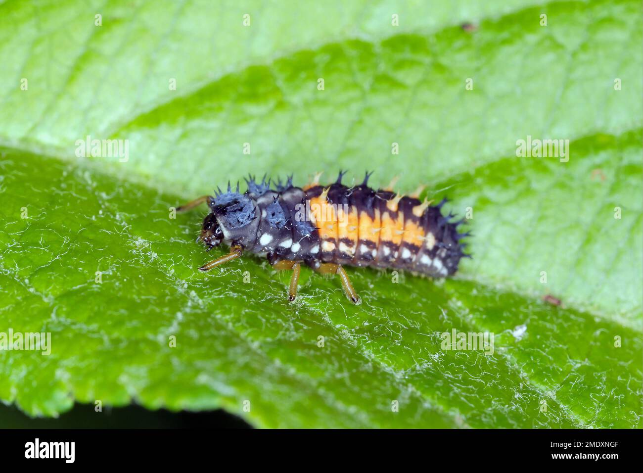 Larve d'Harmonia axyridis Harlequin coccinelle sur la feuille. Banque D'Images