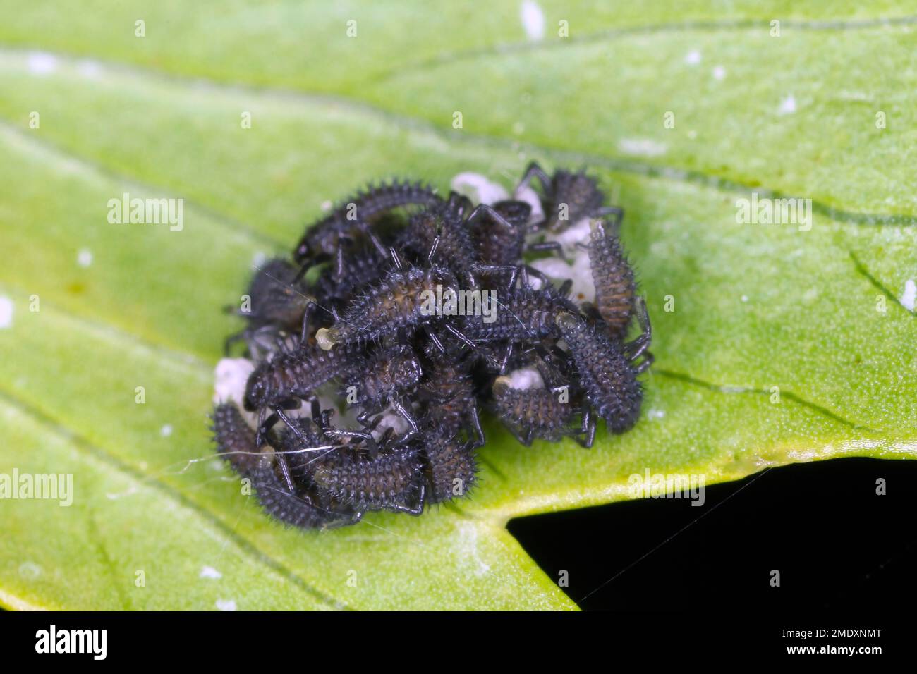 Jeunes larves d'Harmonia axyridis Harlequin ladybug. Banque D'Images