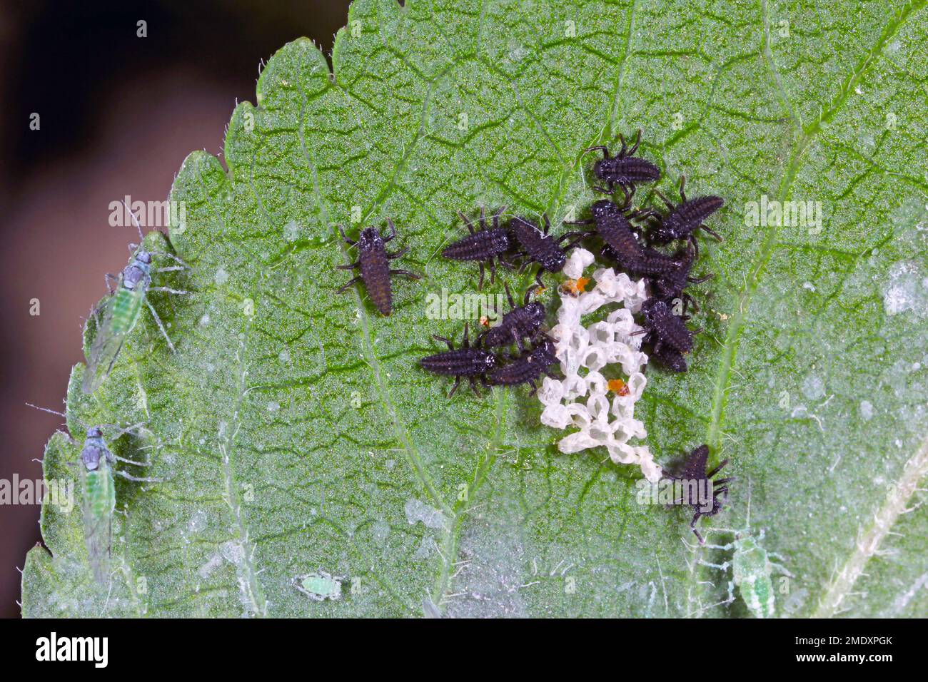Jeunes larves d'Harmonia axyridis Harlequin ladybug. Banque D'Images