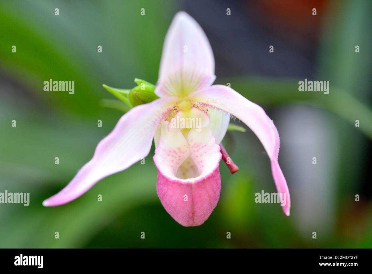 Lady Slipper Orchid Bloom Banque D'Images