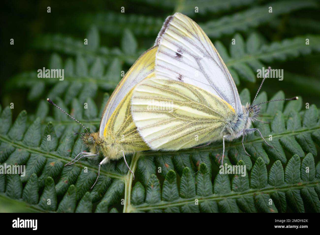 Papillons blancs à verge verte qui s'accouplent sur des fougères Banque D'Images
