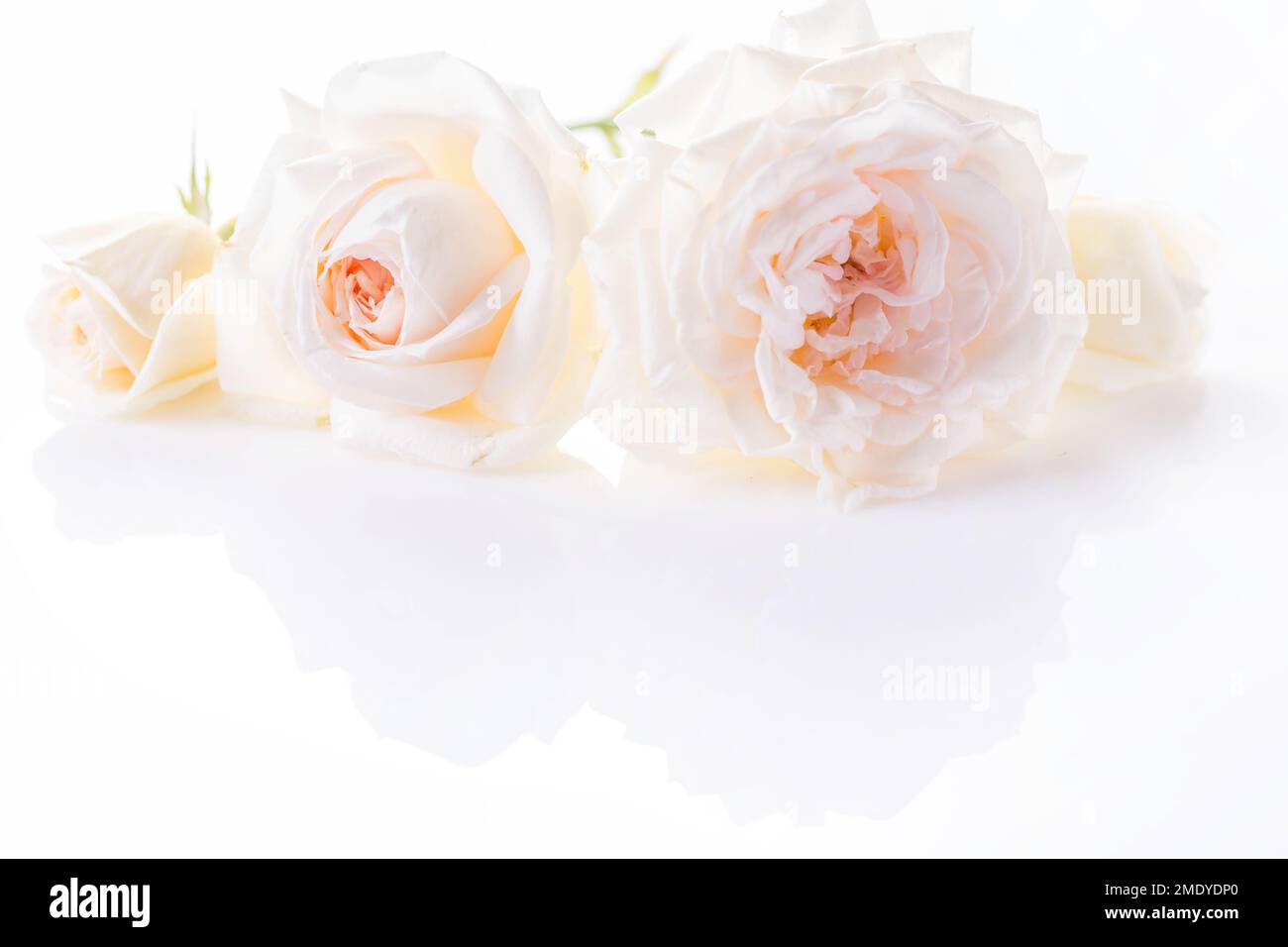 Composition festive des fleurs sur fond blanc. Vue en hauteur Banque D'Images