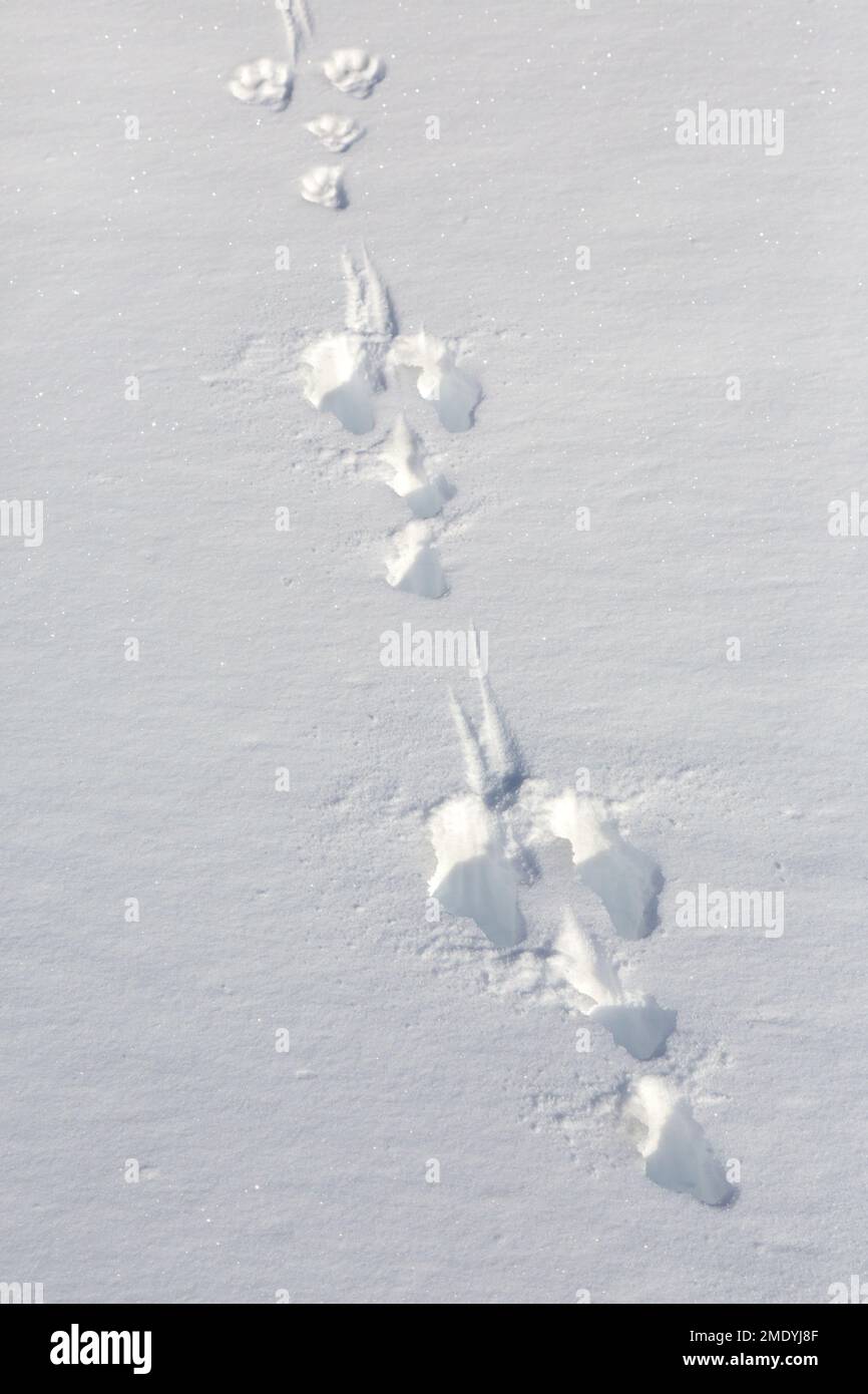 Gros plan des empreintes de pas / pistes dans la neige du lièvre de montagne / lièvre alpin / lièvre neige (Lepus timidus) en hiver Banque D'Images