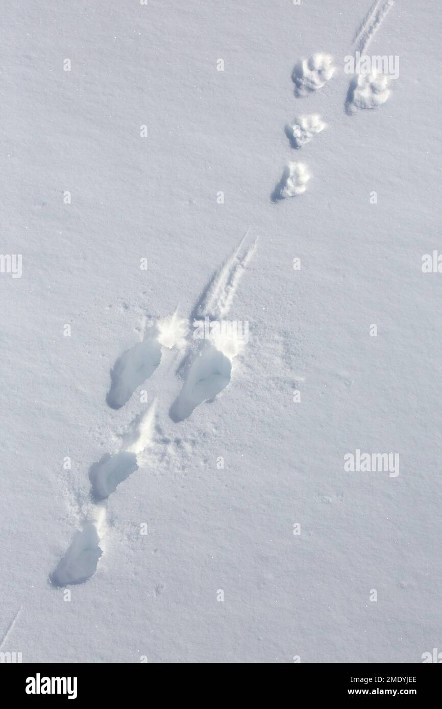 Gros plan des empreintes de pas / pistes dans la neige du lièvre de montagne / lièvre alpin / lièvre neige (Lepus timidus) en hiver Banque D'Images