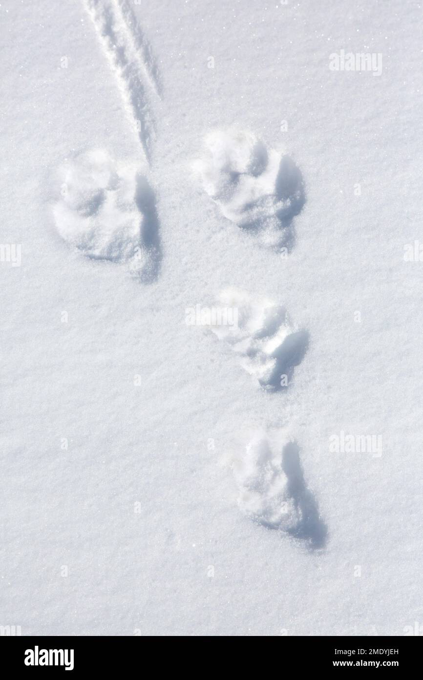 Gros plan des empreintes de pas / pistes dans la neige du lièvre de montagne / lièvre alpin / lièvre neige (Lepus timidus) en hiver Banque D'Images